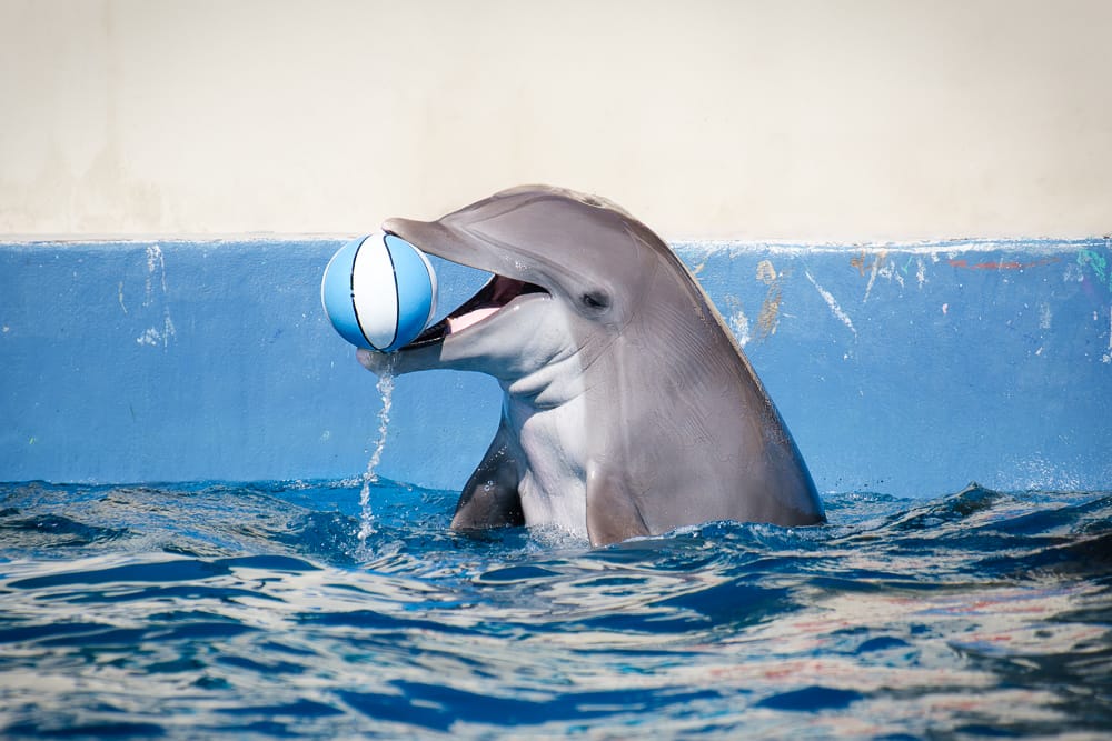 Marineland: Help Save The Dolphins