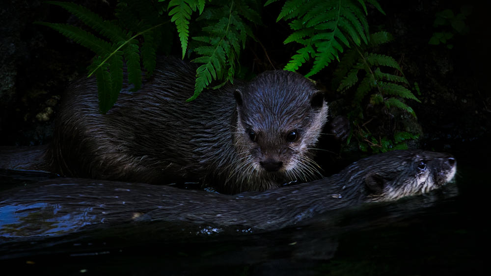 River Otter: Dry Despite Diving