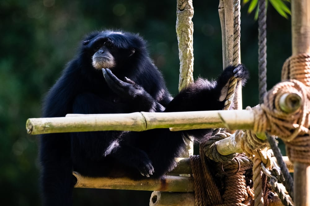 Siamang