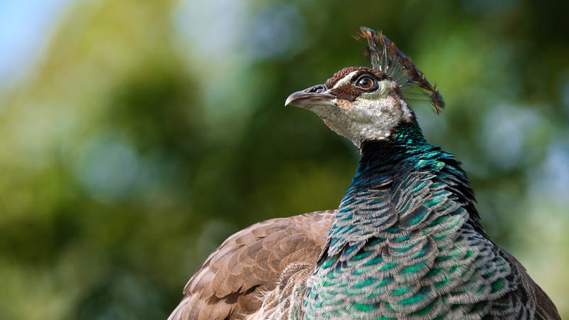                             Peahen: Eyes for Genes
                        