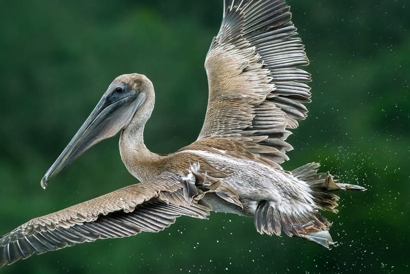                             Brown Pelican Hunt at The Guana River State Park
                        