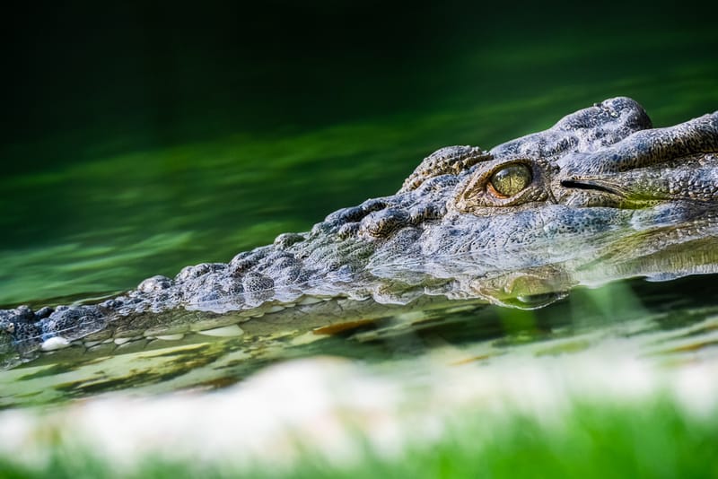                             Alligator: Master of Stealth
                        