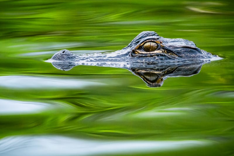         
                    Alligator
