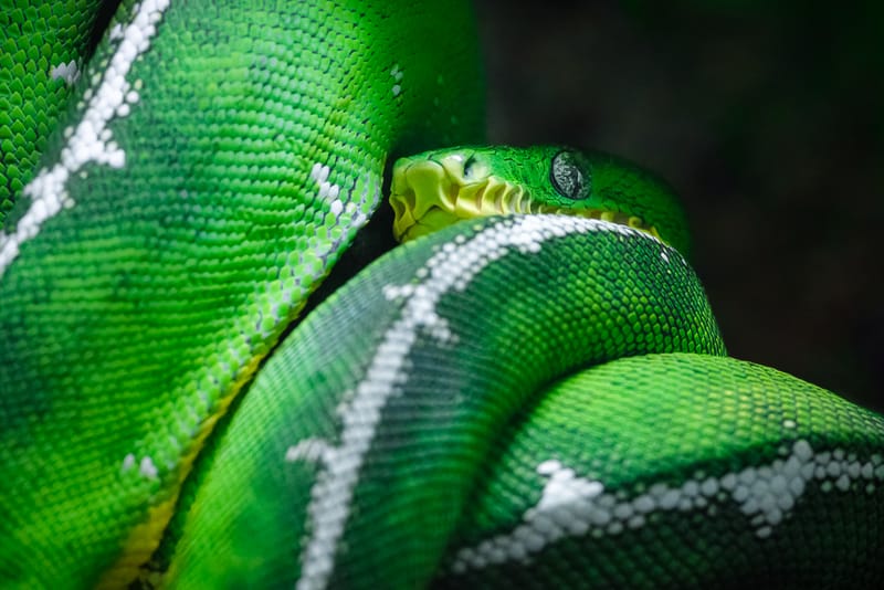        
                    Green Tree Python
